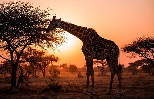 Wanddecoratie met giraffe bij zonsondergang in de Afrikaanse savanne, natuurfotografie