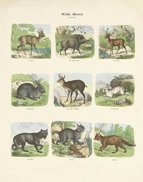 Wilde dieren van Hermann van der Moolen, 1843 - c. 1920 (kleurenversie)