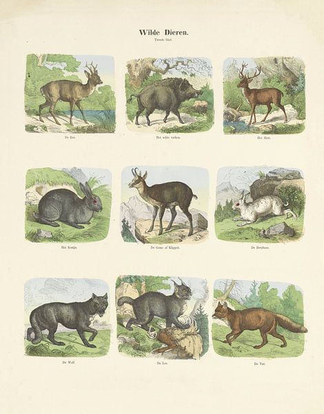 Wilde dieren van Hermann van der Moolen, 1843 - c. 1920 (kleurenversie) van Gave Meesters