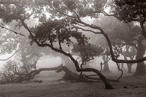 Mystic trees I