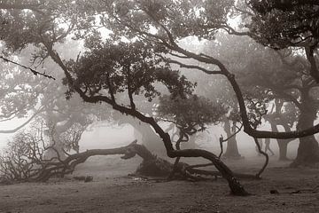 Mystic trees I von Michael Schulz-Dostal