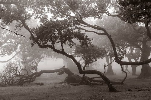 Mystieke bomen I