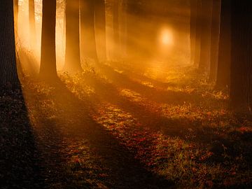 Zonneharpen in het bos in de herfst - De Moeren, Noord-Brabant