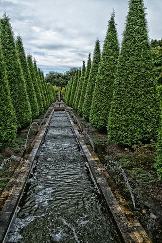 Vijver met coniferen.