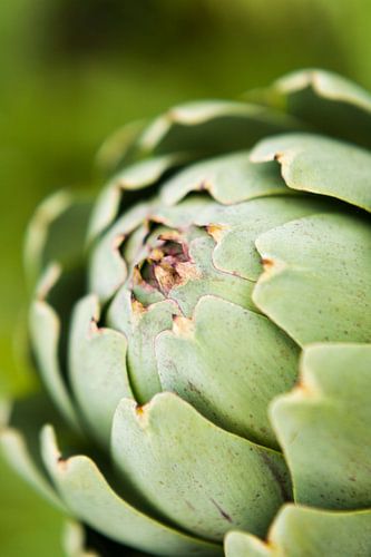 Artischocke Nahaufnahme