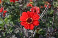 Rote Feldblume