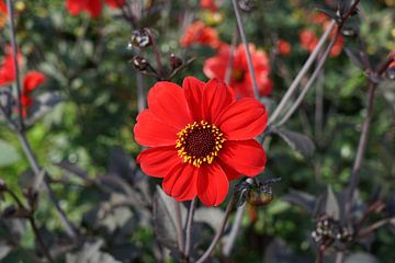 Fleur des champs rouge sur Dorenda van Knegsel