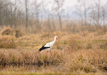 ooievaar sur Petra De Jonge