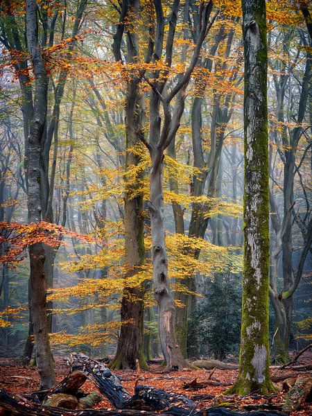 Wegdromen van Lars van de Goor