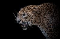 Not amused panter tegen een zwarte achtergrond