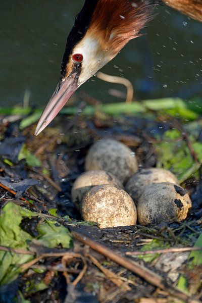 Great Crested Grebe ( Podiceps cristatus ), jumping on its nest, close up of a clutch of eggs by wunderbare Erde