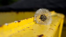dandelion by Liv ter Riet