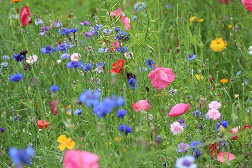 Flower meadow