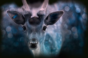 Oh deer... wat een mooie ogen van KB Design & Photography (Karen Brouwer)