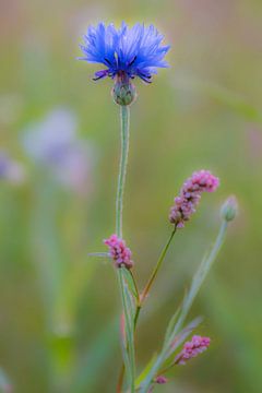 Wilde bloemen van Ans Bastiaanssen