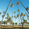 Palmbomen in Moorea, Frans-Polynesië van Karlijn Meulman
