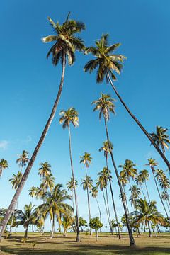 Palmbomen in Moorea, Frans-Polynesië van Karlijn Meulman