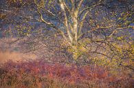 Close-up van een mooie berk op de Kampina met intense herfst kleuren. van Jos Pannekoek thumbnail
