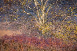 Nahaufnahme einer schönen Birke auf der Kampina mit intensiven Herbstfarben. von Jos Pannekoek