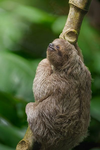 Baby-Faultier von Tinus Kremer Fotografie
