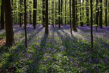 Wilde hyacinten in het Hallerbos