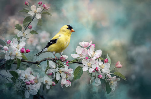 Yellow bird amongst the spring blossoms by Joriali Fine Art