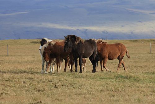IJslandse paarden in een weide