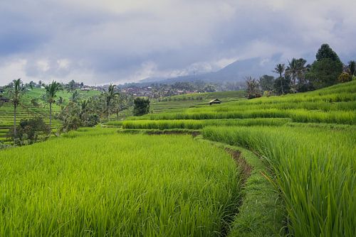 Vanuit de rijstvelden met de bergen op de achtergrond