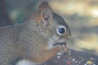 Eichhörnchen von Susanne Seidel Miniaturansicht