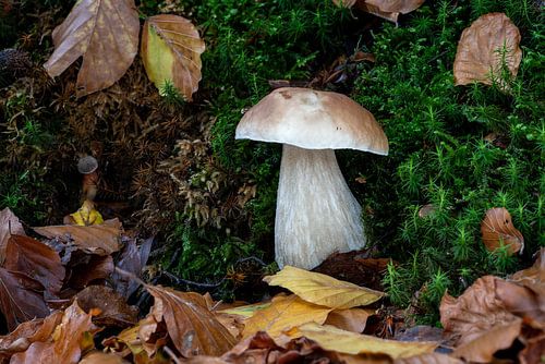 Boletus in het herfstbos