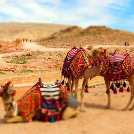 chameaux dans le désert de Jordanie sur Hermineke Pijls