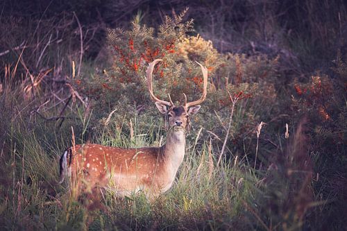 deer wearing a hat