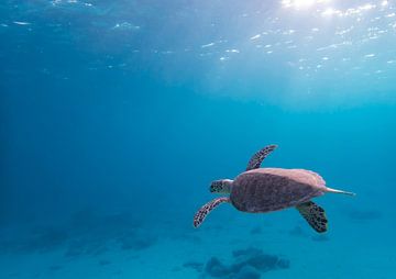 Zeeschildpad in de blauwe oceaan van Bas Ronteltap
