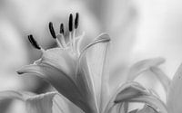 Flower in black and white