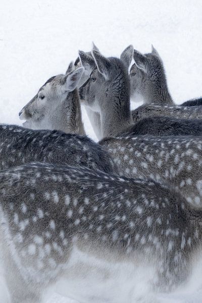 Foto van herten in de sneeuw. van Therese Brals