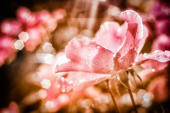 Rozenbloesem in het ochtendlicht