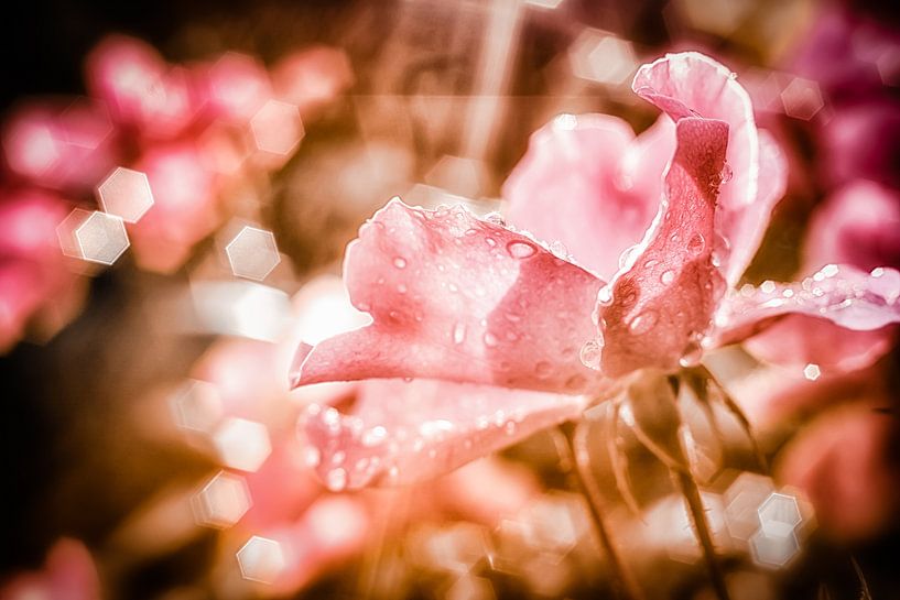 Rose blossom in the morning light by Nicc Koch