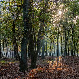 zie de zon scheint door de bomen van scott van maurik