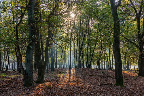 zie de zon scheint door de bomen