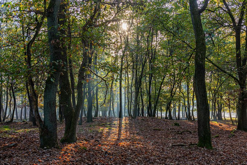see the sun shining through the trees by scott van maurik
