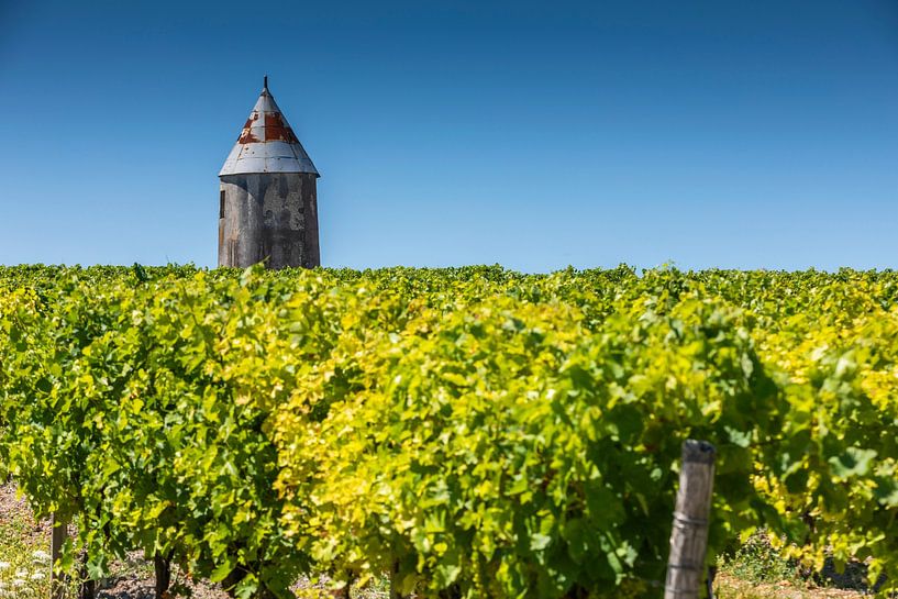 Weinberg in der französischen Region Charente, in der Nähe der Stadt Cognac von gaps photography