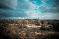 Mon point de vue