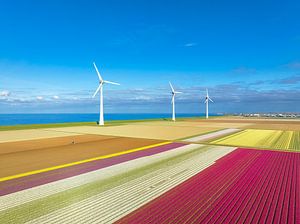 Tulpen in landwirtschaftlichen Feldern mit Windkraftanlagen