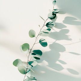 Eukalyptuszweig Schatten von Poster Art Shop