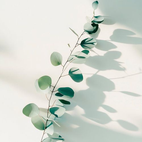 Branche d'eucalyptus Ombre