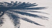 Palm shadow van Arthur Wijnen thumbnail