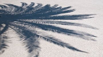 Palm shadow by Arthur Wijnen