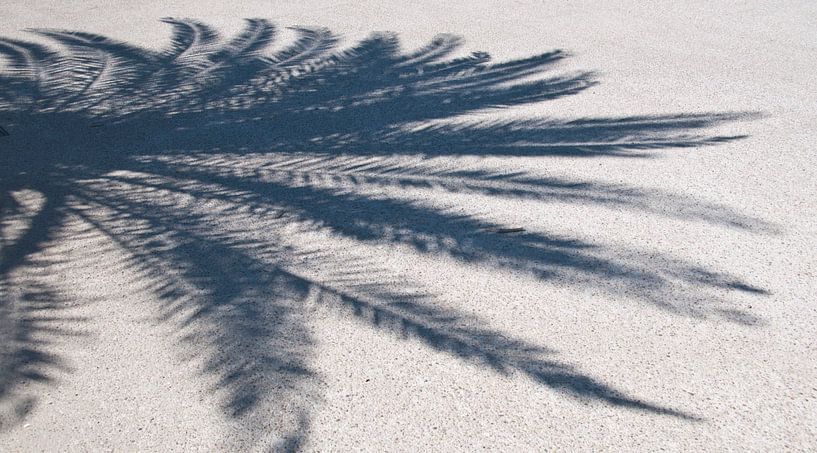 Palm shadow par Arthur Wijnen