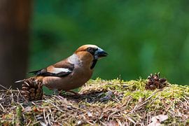 Apfelfink von Merijn Loch