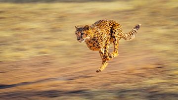 Running Cheetah (Acinonyx jubatus) by Chris Stenger